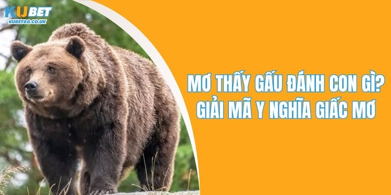 Mơ Thấy Gấu Đánh Con Gì