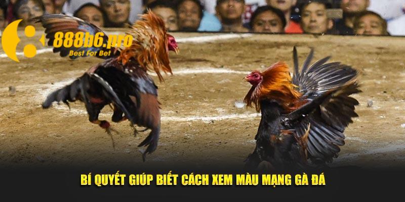 Bí quyết giúp biết cách xem màu mạng gà đá