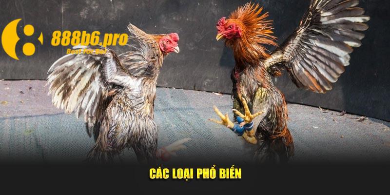 Cách Xem Màu Mạng Gà Đá 888B Để Tối Ưu Chiến Lược Chọi Gà